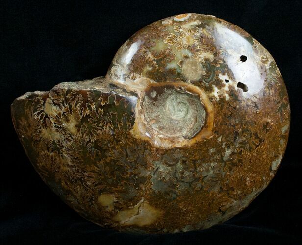 Wide Polished Cleoniceras Ammonite #5808